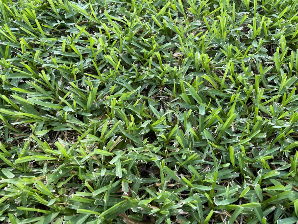 St Augustine grass